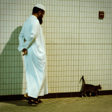 Dubai Gas Station Kitten