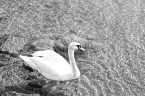 Free Swan.