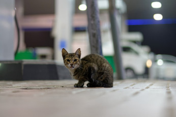 Dubai - Gas station kitten