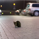 Dubai – Gas station kitten