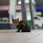 Dubai – Gas station kitten