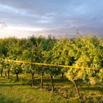 Hochzeit – Karolina und Johannes (408)